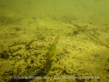 SUP Tour - Flacher See
