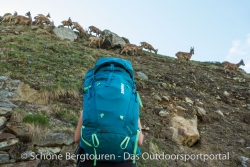 Thule Versant 70L Trekkingrucksack - Steinboecke