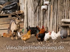 Bunter Tierhaufen