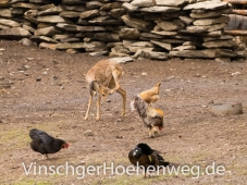 Reh und Huehner