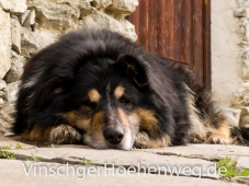 Schlosshund Bobby