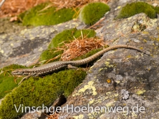 Eidechse am Vinschger Hoehenweg