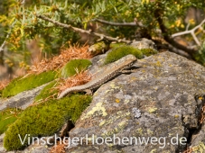 Eidechse am Vinschger Hoehenweg #3