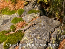 Eidechse am Vinschger Hoehenweg #4