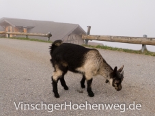 Kleine Ziege