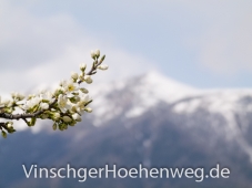 Apfelbluete am Rande des Weges