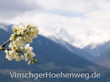 Apfelbluete am Rande des Weges #2
