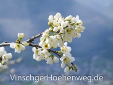 Apfelbluete am Rande des Weges #3