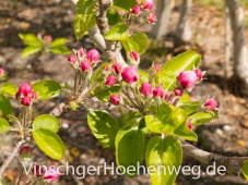 Apfelbluete am Rande des Weges
