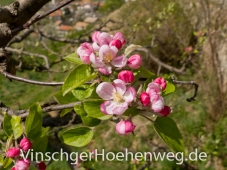 Apfelbluete am Rande des Weges