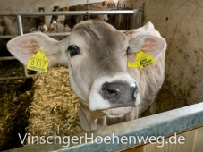 Kuh vom Englhof