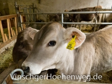 Kuh vom Englhof