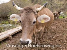 Kuh auf dem Englhof