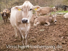 Kuehe auf dem Englhof in Mals