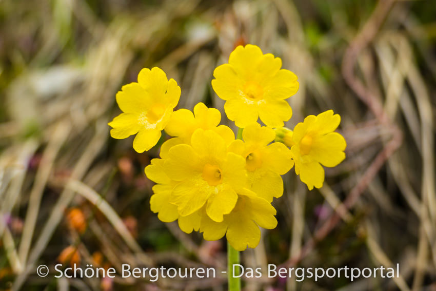 Achensee - Blumen