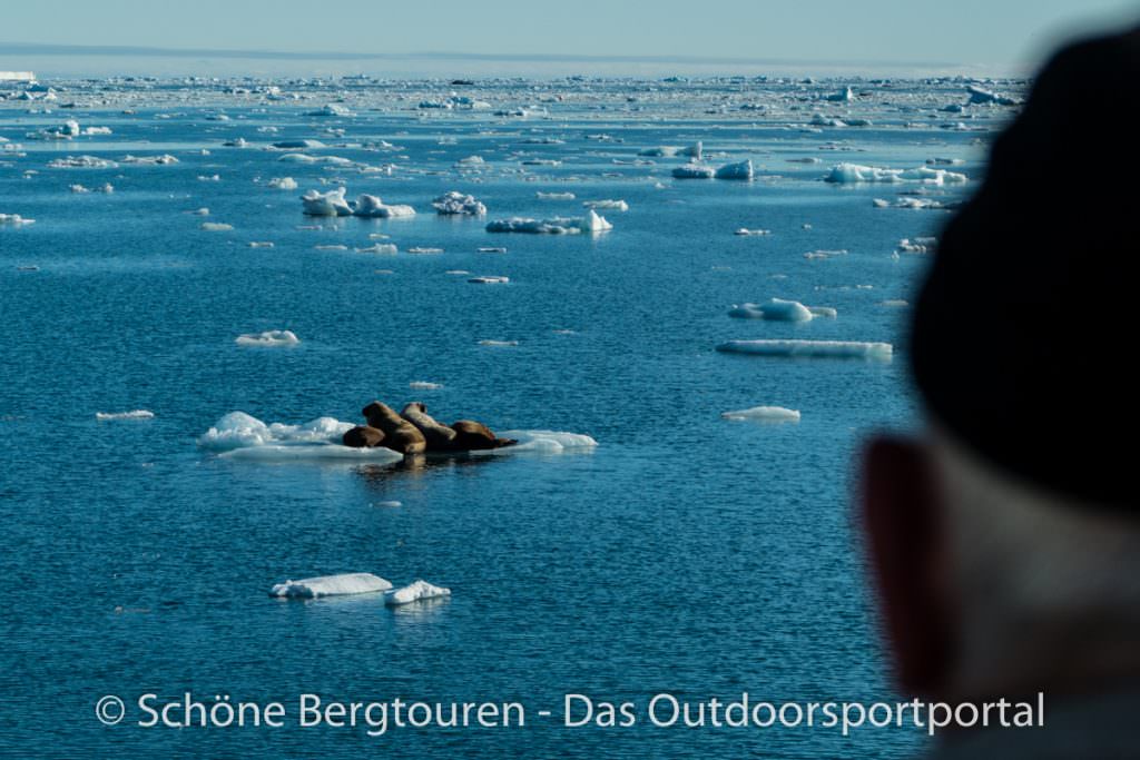 Spitzbergen - Robben auf Eisscholle