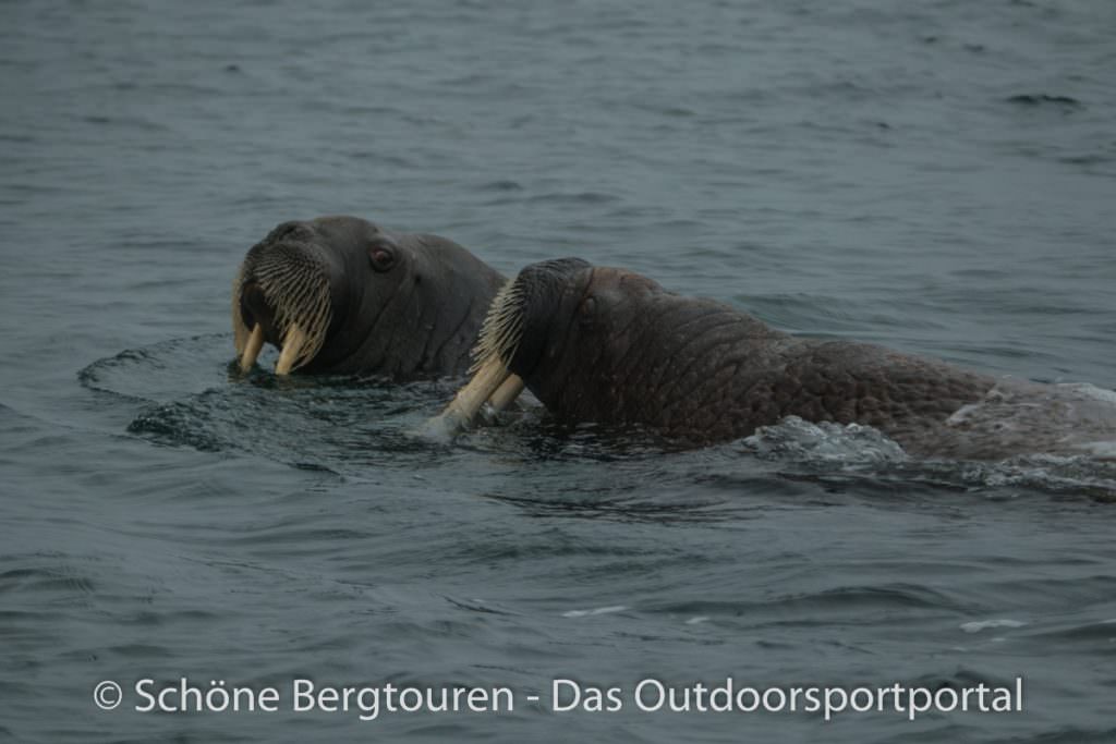 Spitzbergen - Neugierige Walroesser